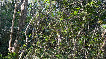 Hidden Monkey in Lush Tropical Forest: A Glimpse of Wildlife in its Natural Habitat