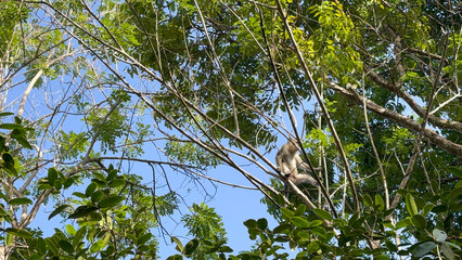 A Monkey Perched High in the Lush Green Canopy of a Tropical Tree