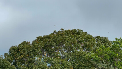 Tranquil Canopy: Birds in Flight Over Lush Greenery Under a Pale Sky © Syahrul Zidane A