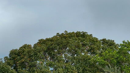Serene Canopy of Lush Green Trees Under a Calm Sky A Peaceful Tranquil Scene of Nature's Beauty