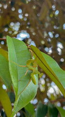 A Camouflaged Mantis on Lush Green Leaves: A Close-Up of Nature's Master of Disguise