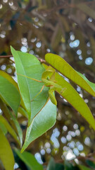 A Camouflaged Praying Mantis on Lush Green Foliage