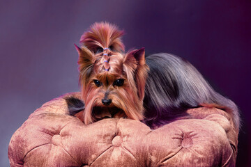 Naklejka premium A cute Yorkshire Terrier breed dog lies carefree on a soft ottoman.