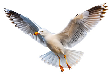 Fototapeta premium Majestic seagull in flight isolated on a white background png ai generated