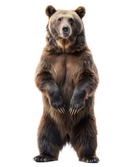 grizzly bear standing on two legs isolated on white background,PNG