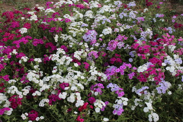 The beautiful Phlox drummondii or the annual phlox flowers 