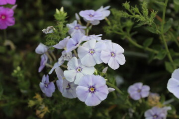 Fototapeta premium The beautiful Phlox drummondii or the annual phlox flowers 