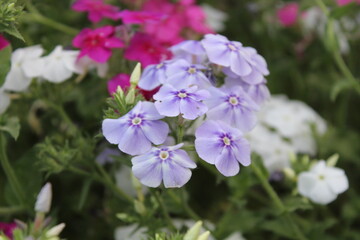 The beautiful Phlox drummondii or the annual phlox flowers 