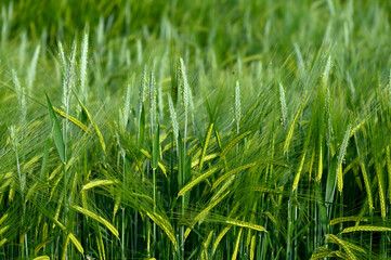 a field with green barley (Hordeum vulgare) mixed with rye (Secale cereale) from the previous year