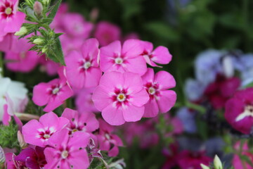 Fototapeta premium The beautiful Phlox drummondii or the annual phlox flowers 