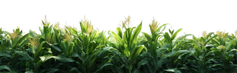 Obraz premium [Transparent Background PNG]Cornfield Landscape with Soft Lighting