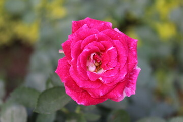 Beautiful Rose flower blooming in a garden 