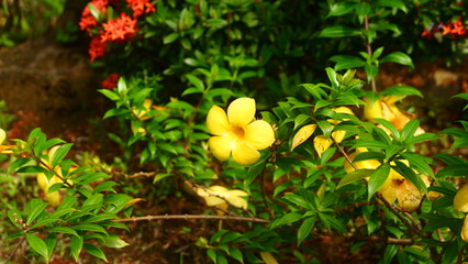 Close-up photo of bright yellow Alamanda (Allamanda cathartica) flowers against a background of green leaves and red flowers.
