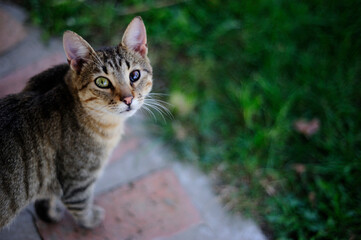 European shorthair tabby cat with heterochromia standing on a brick pathway