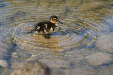 Cute duckling standing in shallow water creating ripples