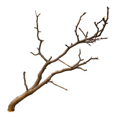 Dead Tree Branch – Dry Twig Isolated PNG