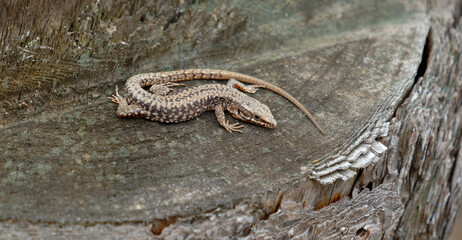 Eine Waldeidechse (Zootoca vivipara) liegt regungslos auf einem alten, bemoosten Baumstumpf und genie&szlig;t die W&auml;rme.