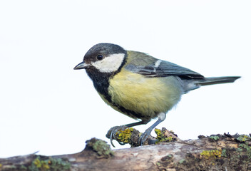 Great tit, Parus major. Close-up of a bird on a white background, cut out, isolated