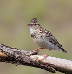 Woodlark, Lullula arborea. A bird sits on a branch and sings, calling