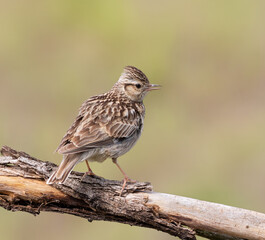 Woodlark, Lullula arborea. A bird sits on a branch and sings, calling