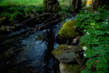 A small forest stream flowing in springtime surrounded by blooming white anemones. Peaceful nature scene with fresh greenery and gentle water movement.
