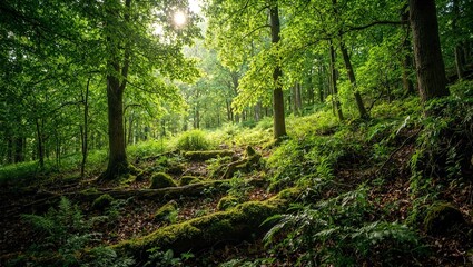 Fototapeta premium Sun drenched forest with ferns and moss