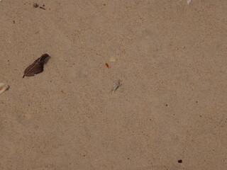 Natural beach sand with organic debris creates a scenic coastal scene, perfect for relaxation
