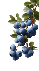Fototapeta premium [Transparent Background PNG]Fresh Blueberries on Branch Close Up