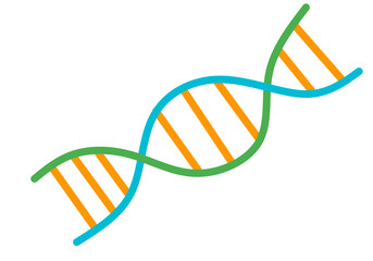 Simple illustration of a DNA double helix structure.