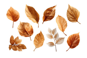 Obraz premium [Transparent Background PNG]Autumn Leaves Isolated on White Background