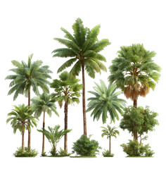 Fototapeta premium [Transparent Background PNG]Tropical Palm Trees Collection Isolated on White Background