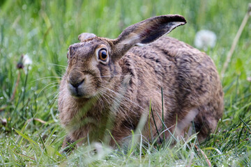 hare in the field © Duvekot Fotografie