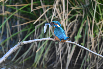 kingfisher in the netherlands