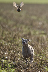 weimaraner working in the field