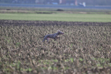 weimaraner working in the field