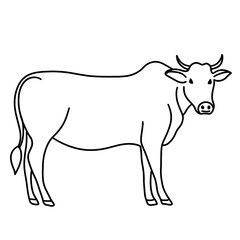 cow vector illustration