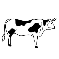 cow vector illustration