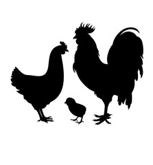 rooster and chicken