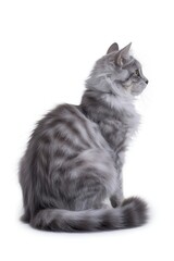 Obraz premium Cat sitting back view isolated on white background, calm feline posture, domestic cat, fur detail, pet silhouette, peaceful animal, minimalistic studio backdrop, tranquil cat, animal photography