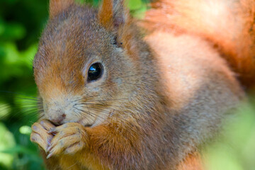 cute red squirrel close-up portrait