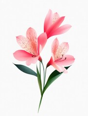 Fototapeta premium Illustration of a delicate pink alstroemeria flower arrangement on a white canvas