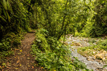 Trail to Catarata Gloriapata waterfall in Tingo Maria national park, Peru