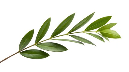 Green Twig of Italian Ruscus with Fresh Leaves Isolated on White Background, Botanical Branch, Fresh Green Foliage, Natural Plant Element, Isolated Plant Stem, Leafy Twig, Minimalist Nature Image

