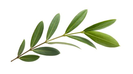 Naklejka premium Green Twig of Italian Ruscus with Fresh Leaves Isolated on White Background, Botanical Branch, Fresh Green Foliage, Natural Plant Element, Isolated Plant Stem, Leafy Twig, Minimalist Nature Image