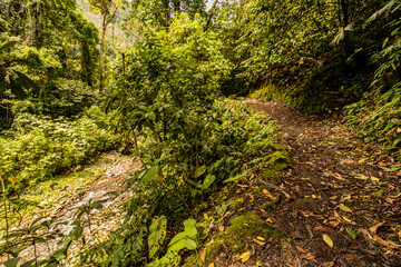 Trail to Catarata Gloriapata waterfall in Tingo Maria national park, Peru