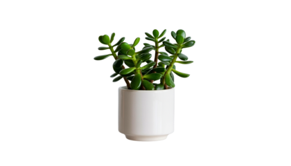 Jade Plant in White Pot on Transparent Background Ideal for Design Projects