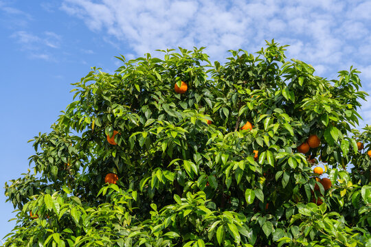 Vibrant orange fruits ripening on citrus tree, surrounded by rich green leaves, set against bright blue sky. Ideal image for themes of organic agriculture, healthy living, and natural food. - Powered by Adobe