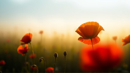 Obraz premium Red poppies growing in the field in summer