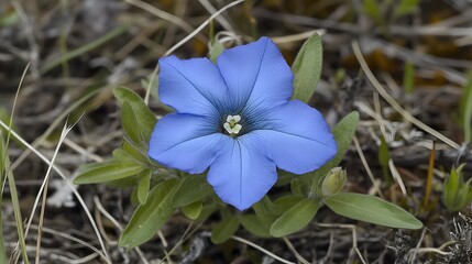 Stunning Blue Flower Close Up Macro Photography
