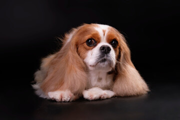Cavalier king charles spaniel dog close-up lying on a black background